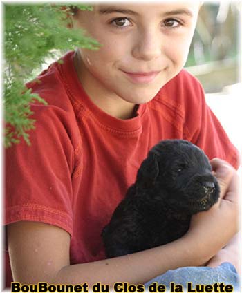 bouvier des flandres photo chiot - Elevage Clos Luette -  COPYRIGHT DEPOSE